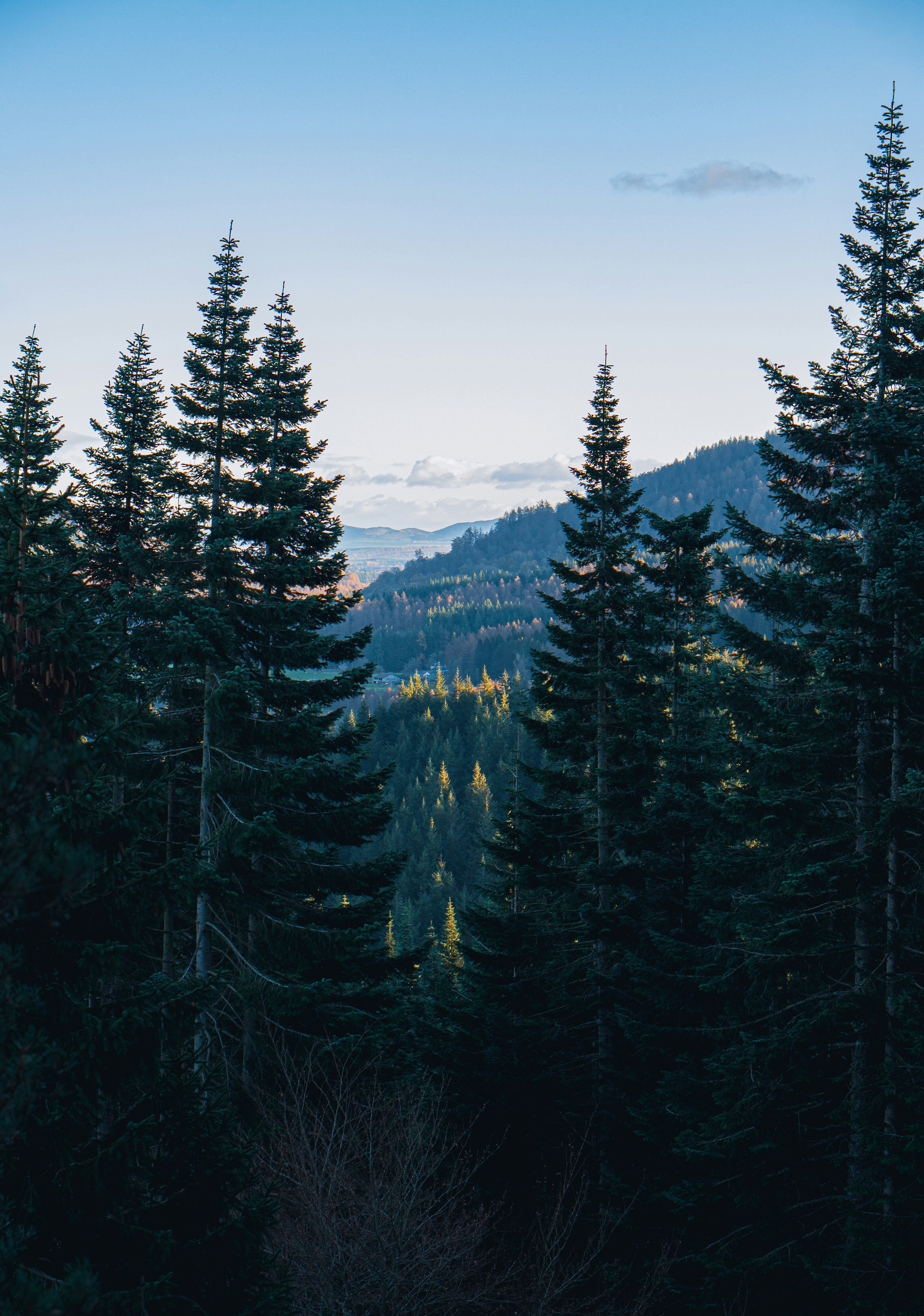 green pine trees under blue sky during daytime